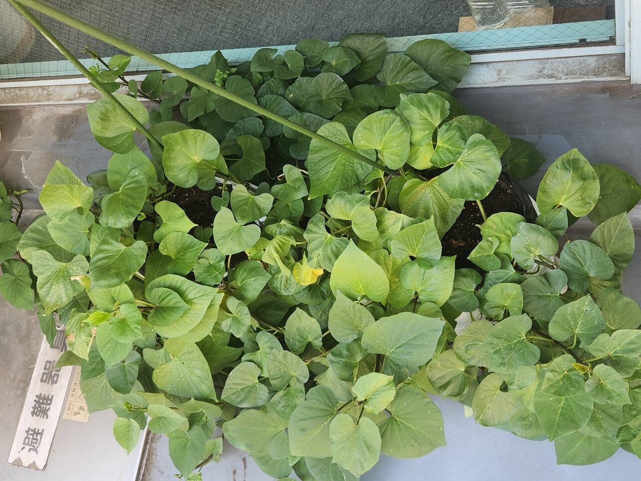 水を与えて元気を取り戻した葉
